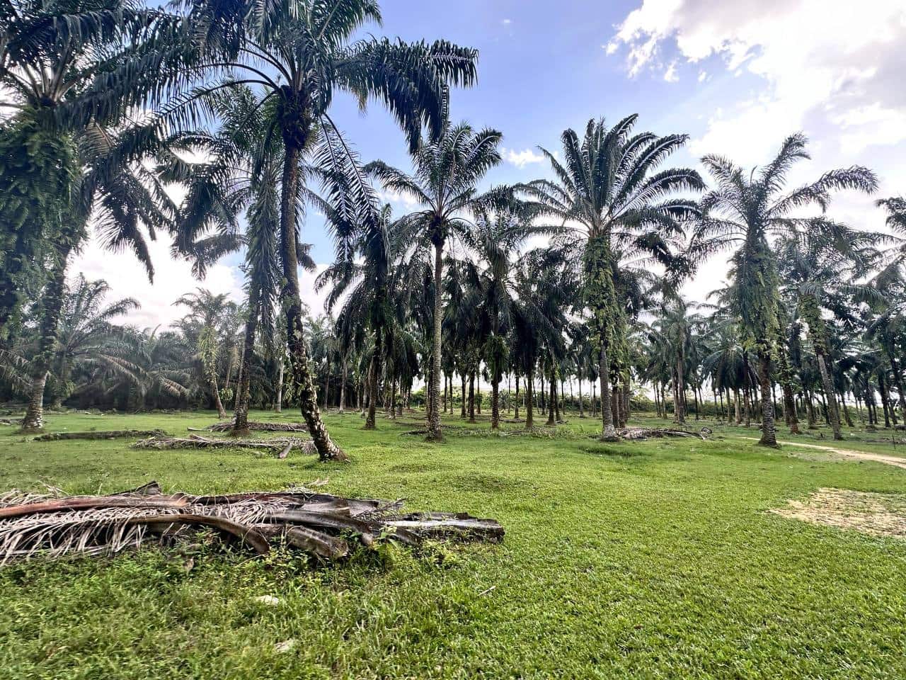Agricultural land Pekan Nanas Jalan Sawah