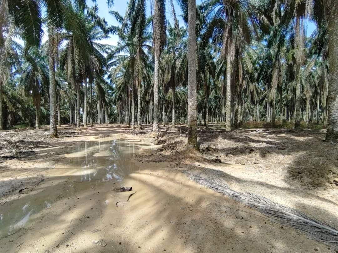 Agriculture Land (Palm) Kota Tinggi 2