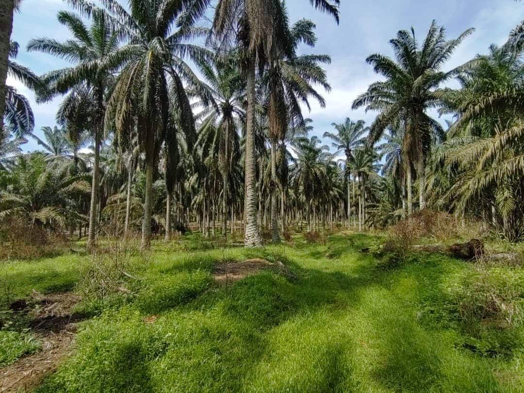 Agriculture Land (Palm) Kota Tinggi 3