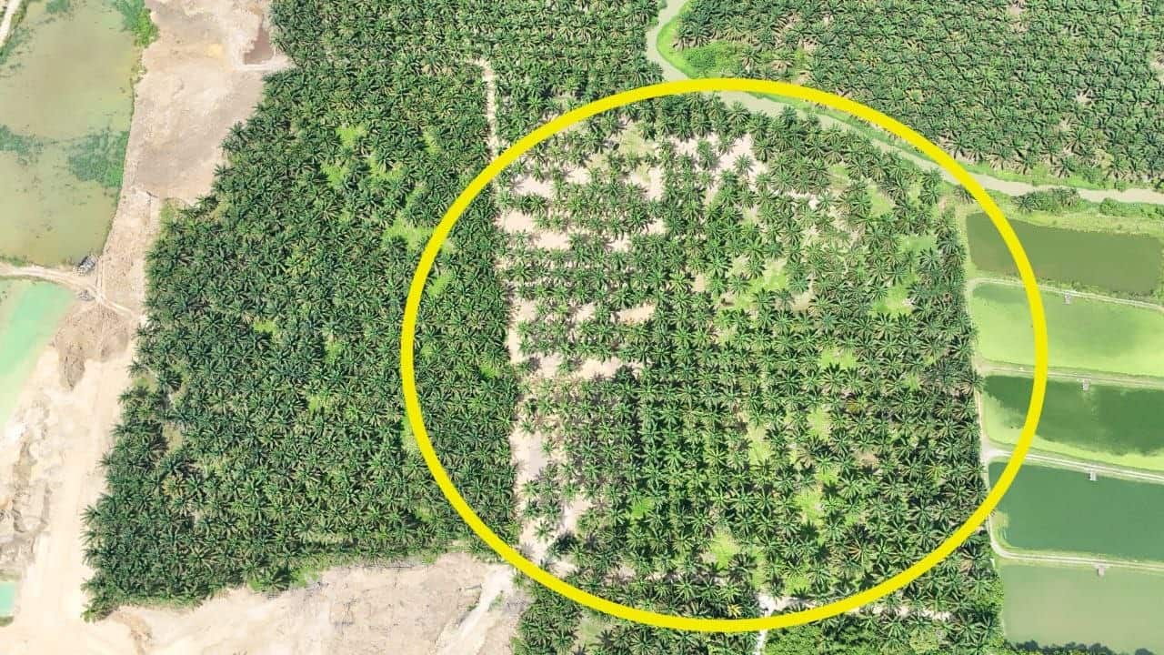 Agriculture Land (Palm) Kota Tinggi