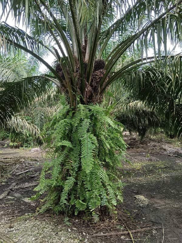 🌴 FOR SALE – PEKAN NANAS OIL PALM LAND 🌴

📍 Pekan …