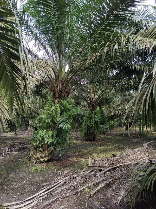 🌴 FOR SALE – PEKAN NANAS OIL PALM LAND 🌴

📍 Pekan … 2