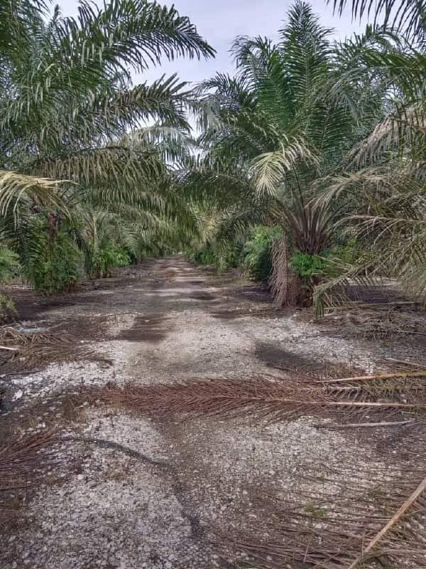 🌴 FOR SALE – PEKAN NANAS OIL PALM LAND 🌴

📍 Pekan … 3