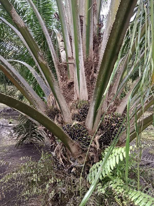🌴 FOR SALE – PEKAN NANAS OIL PALM LAND 🌴

📍 Pekan … 4