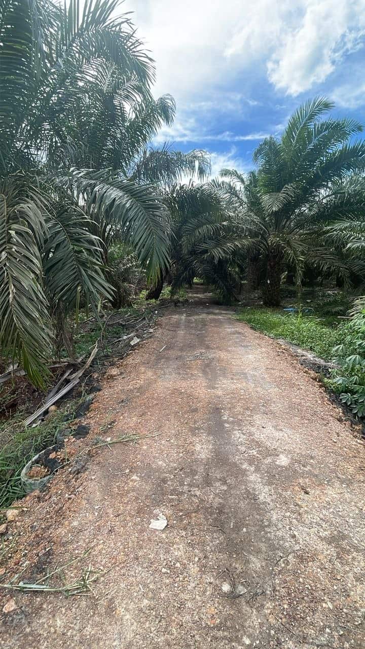 Agriculture Land Mukim Ayer Baloi