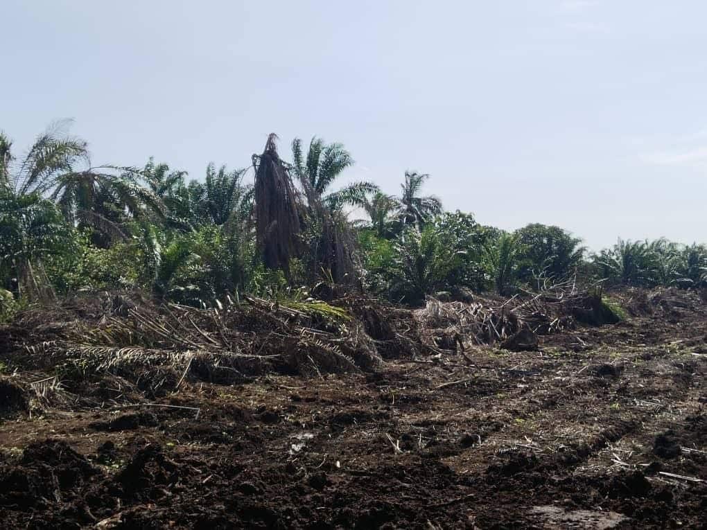 Agriculture Land Mukim Ayer Baloi 4