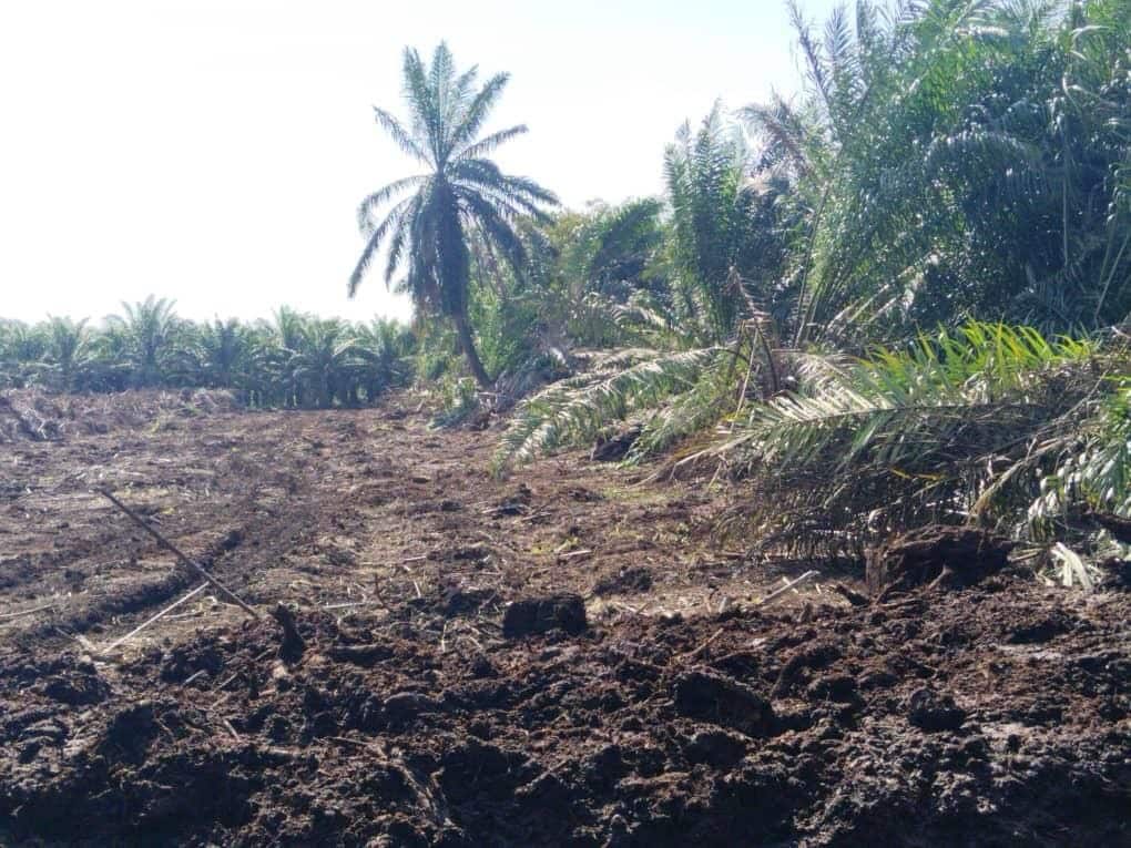 Agriculture Land Mukim Ayer Baloi 3