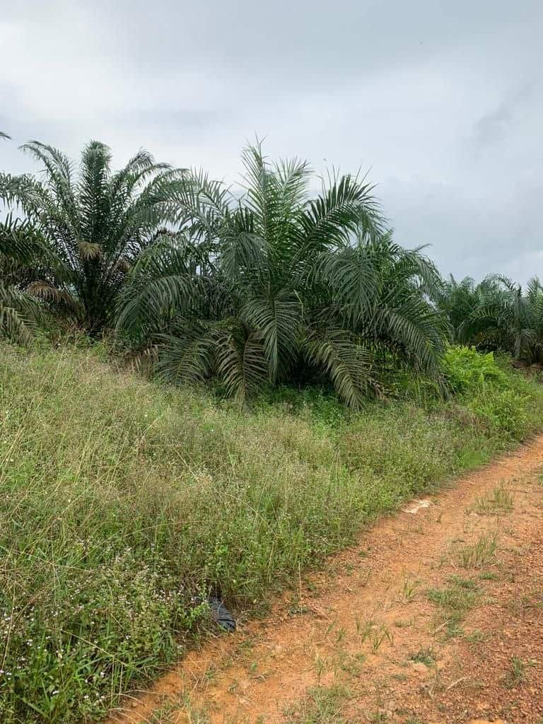 Agriculture Land Kota Tinggi 2