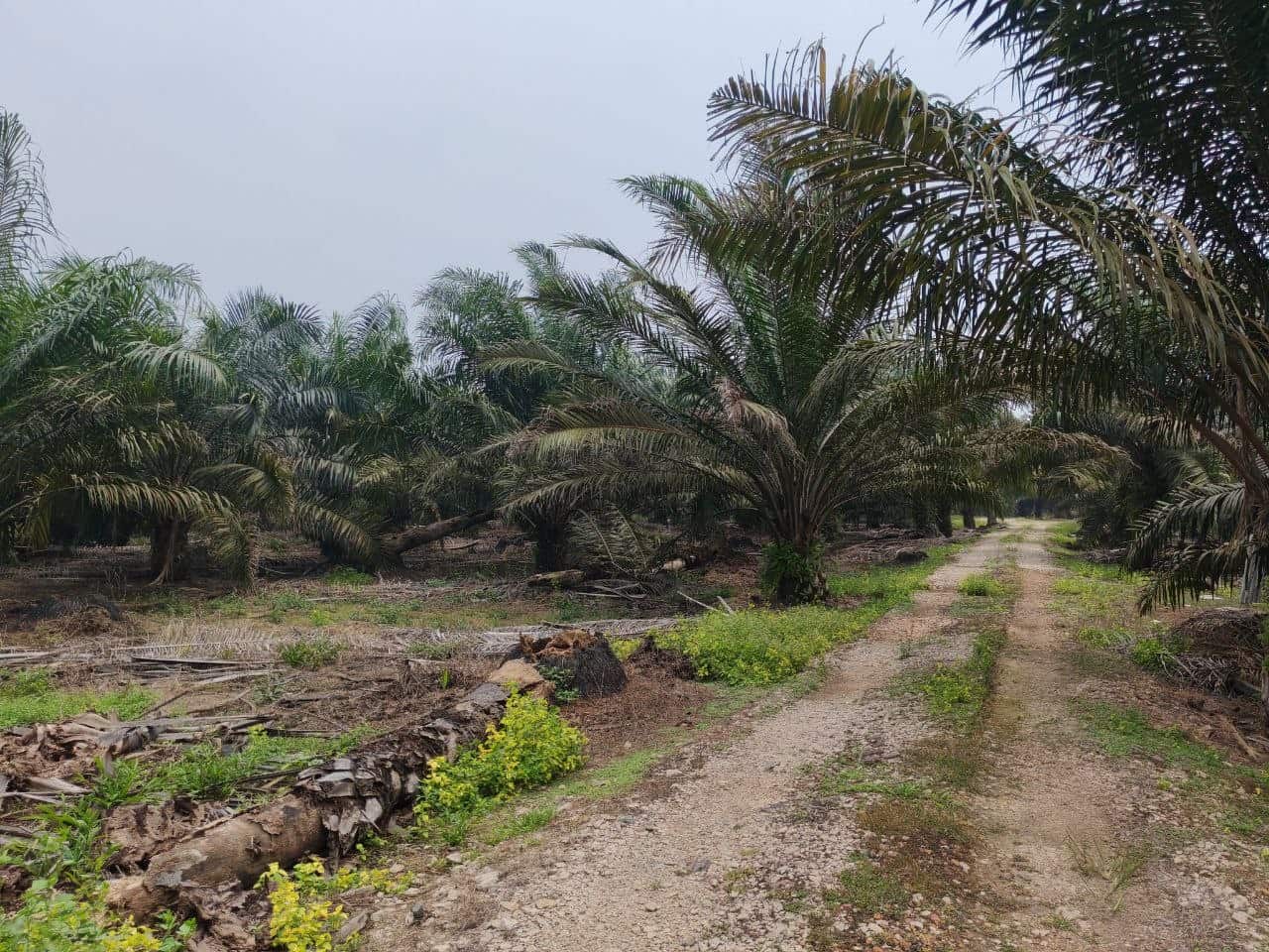 Agriculture land Kg Sawah 2