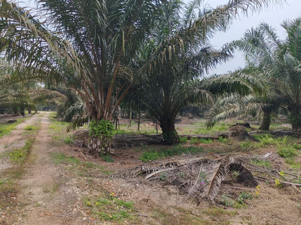 Agriculture land Kg Sawah 4