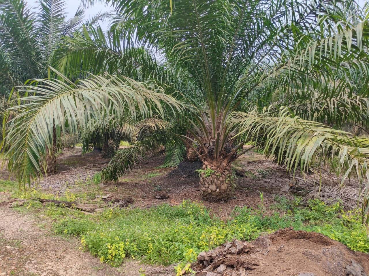 Agriculture land Kg Sawah 5
