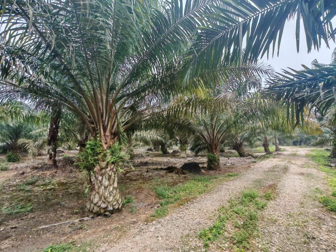Agriculture land Kg Sawah 3