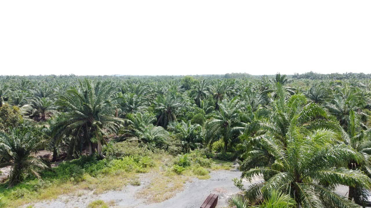 Agriculture Land Jalan Madirono, Benut, Pontian 3