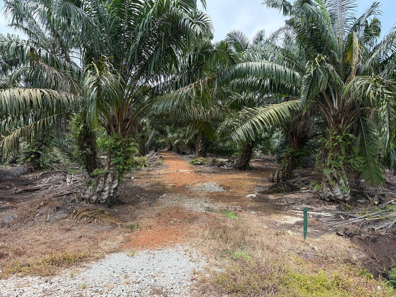 Agriculture Land Pontian Penerok 4