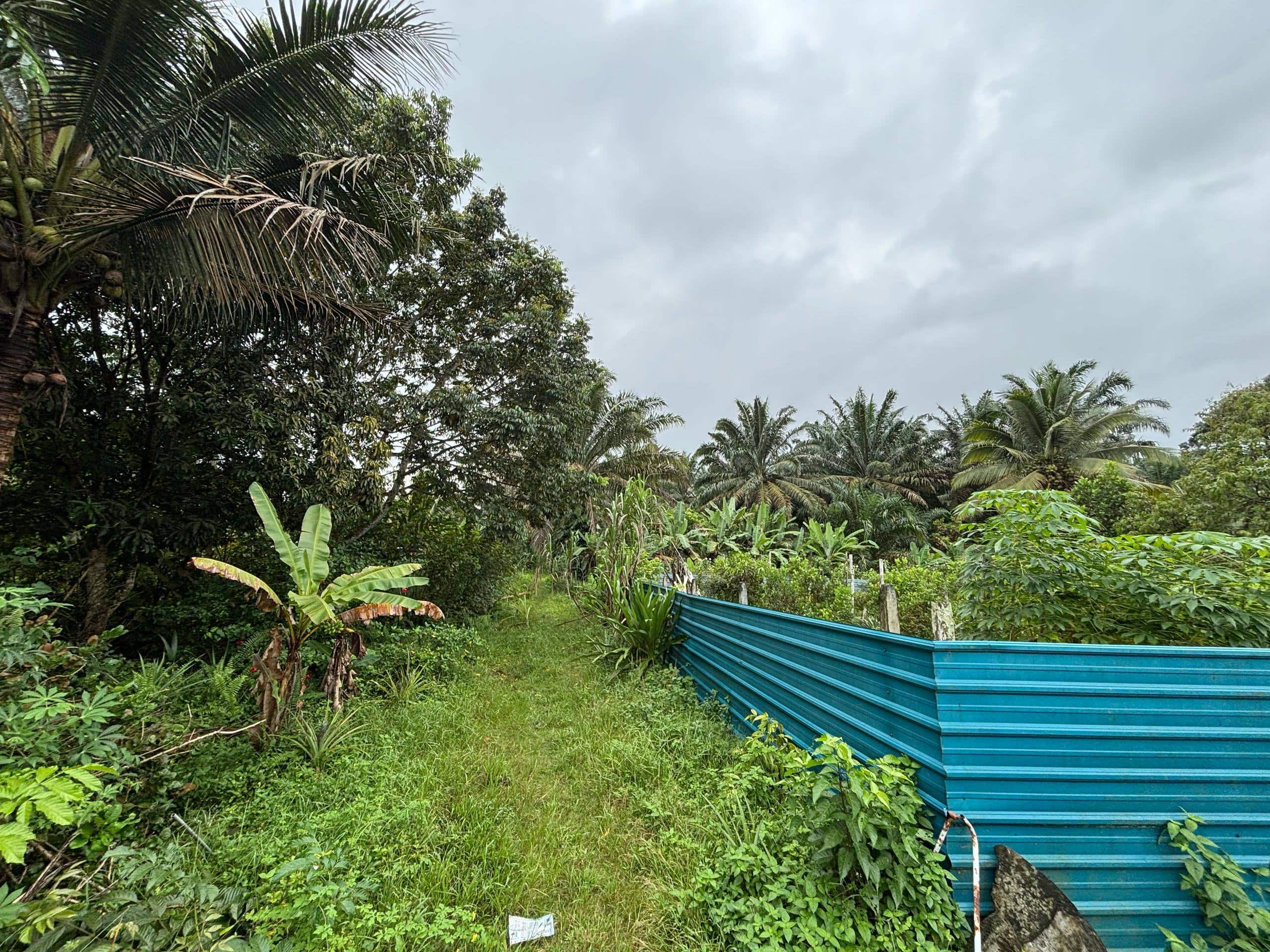 Land Kelapa Sawit 1