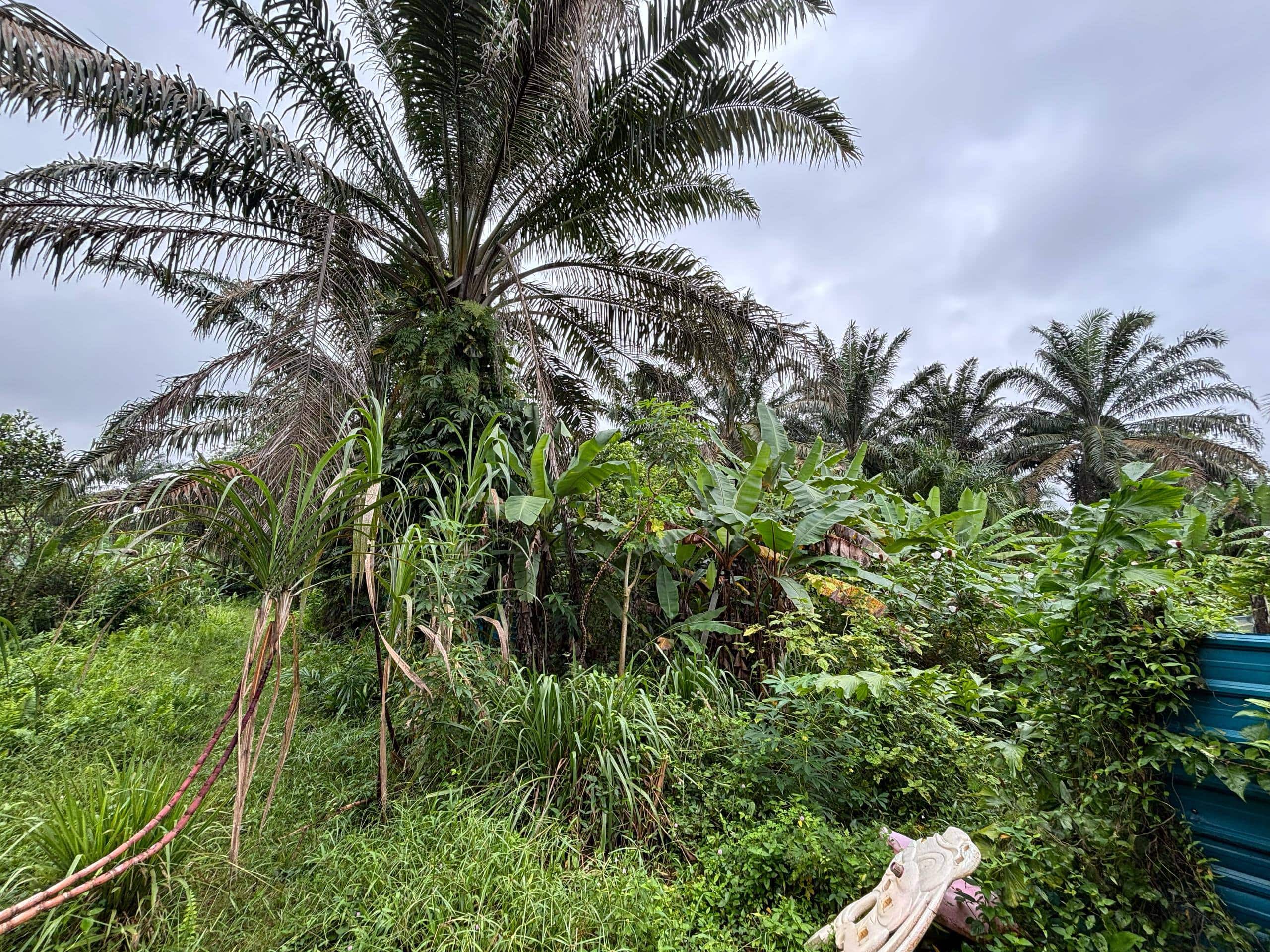 Land Kelapa Sawit 3