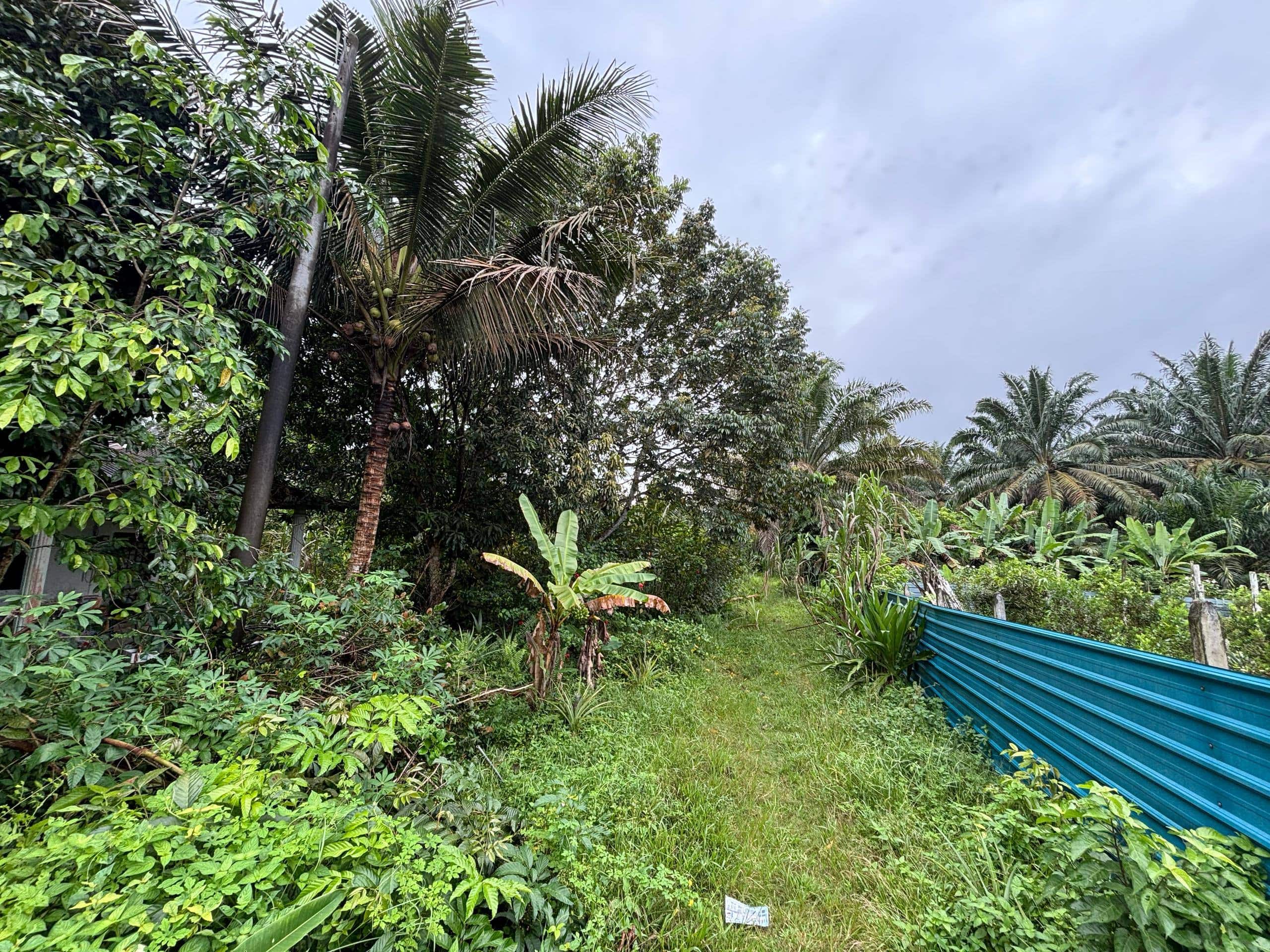 Land Kelapa Sawit 2