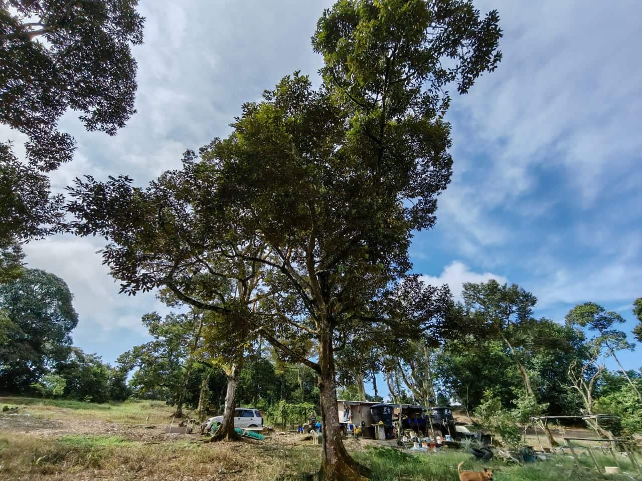 Agricultural Land Kangkar Pulai 1