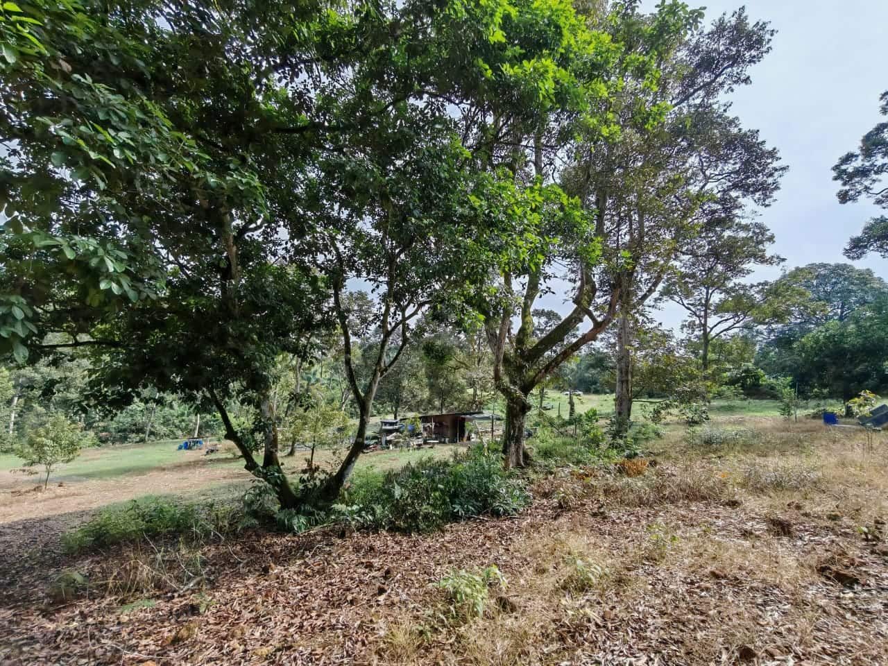 Agricultural Land Kangkar Pulai 3