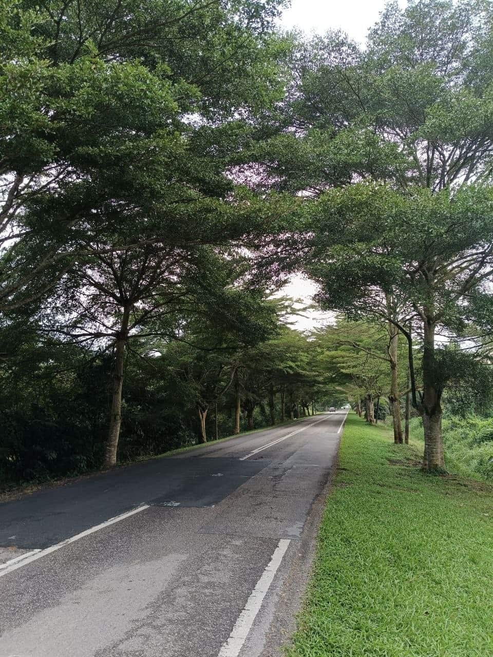 Land Pekan Nanas 4