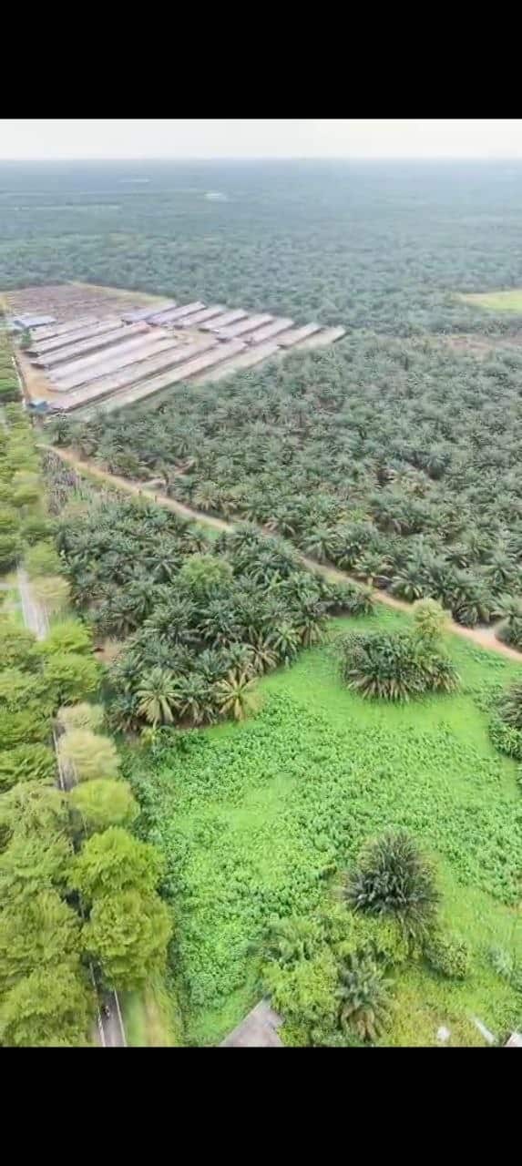 Land Pekan Nanas 1