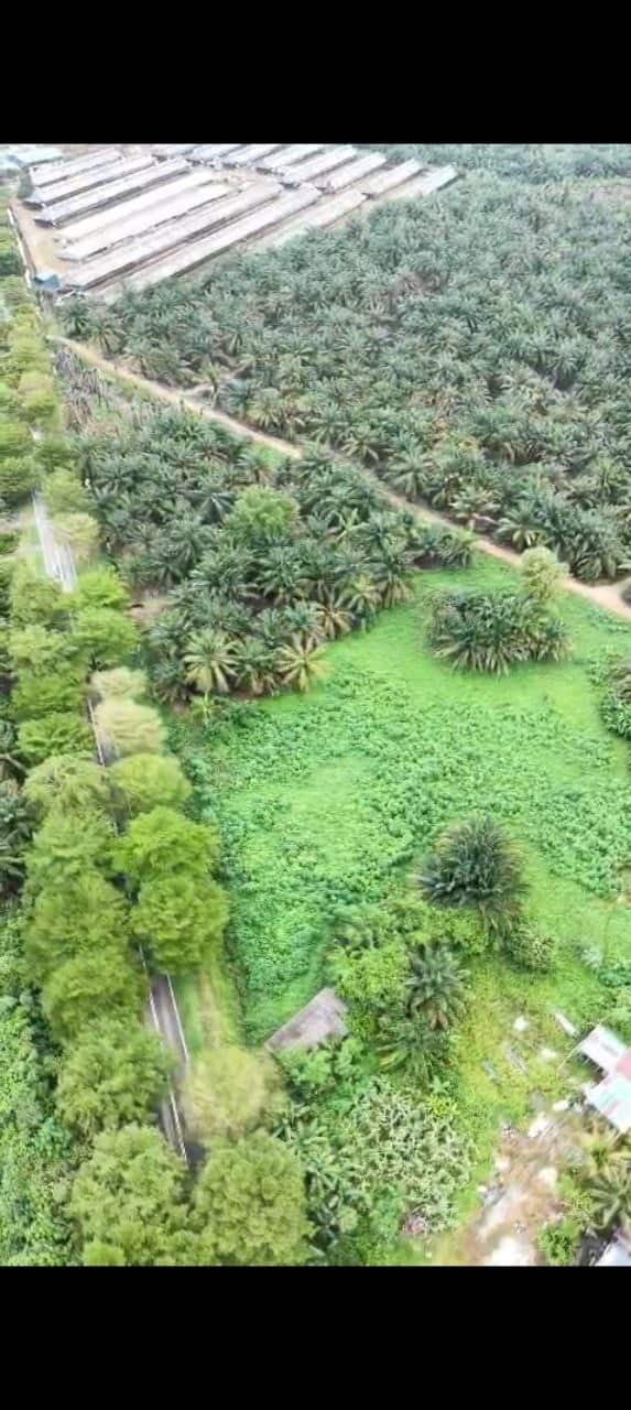 Land Pekan Nanas 3
