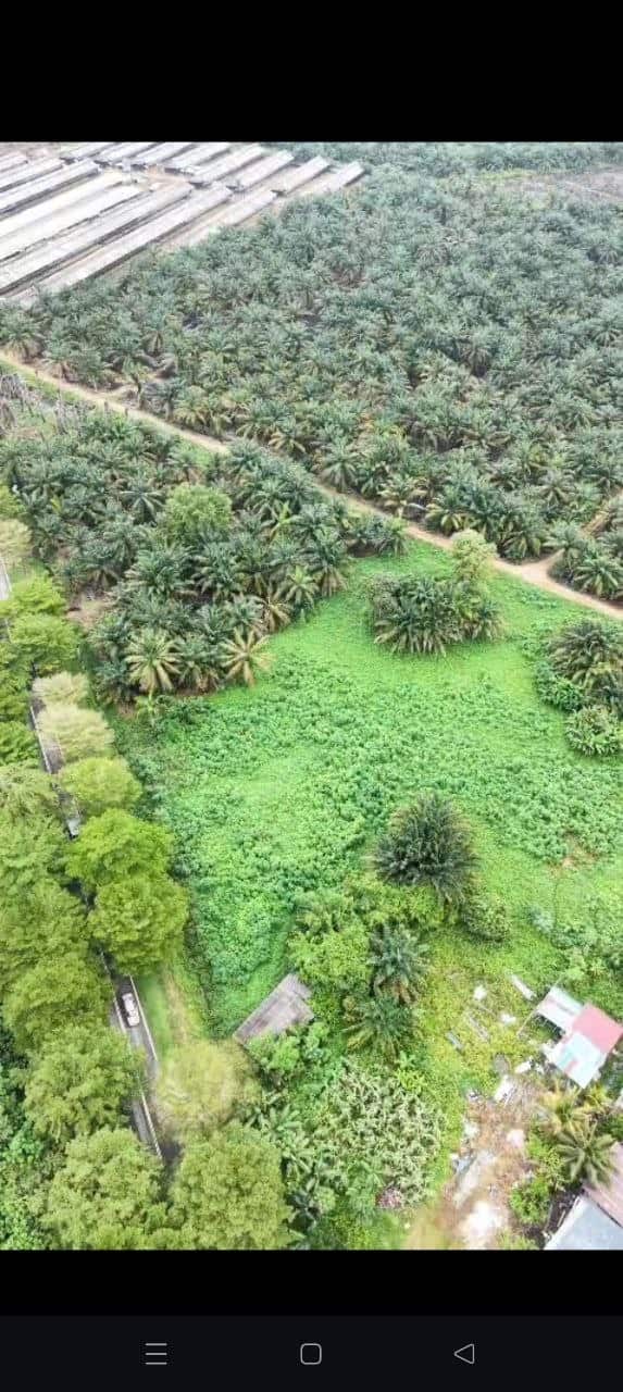 Land Pekan Nanas 2
