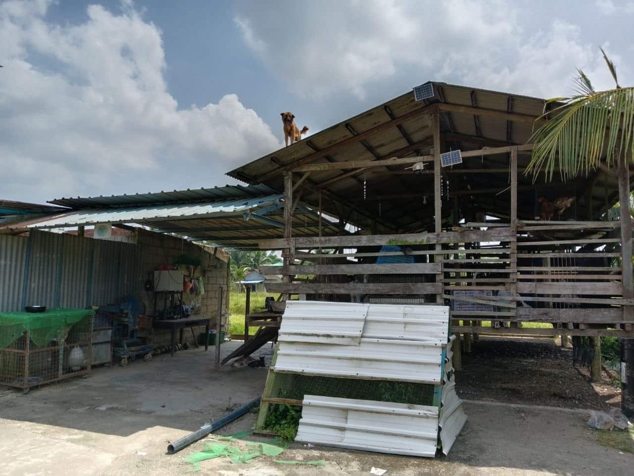 Agriculture Land Sungai Tiram 4