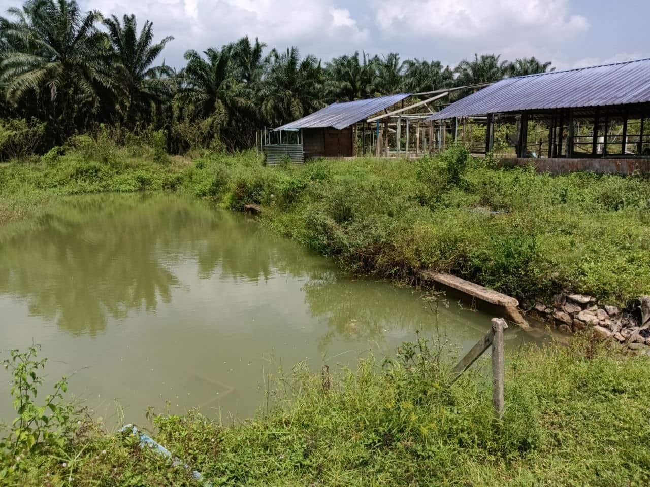 Agriculture Land Sungai Tiram 1