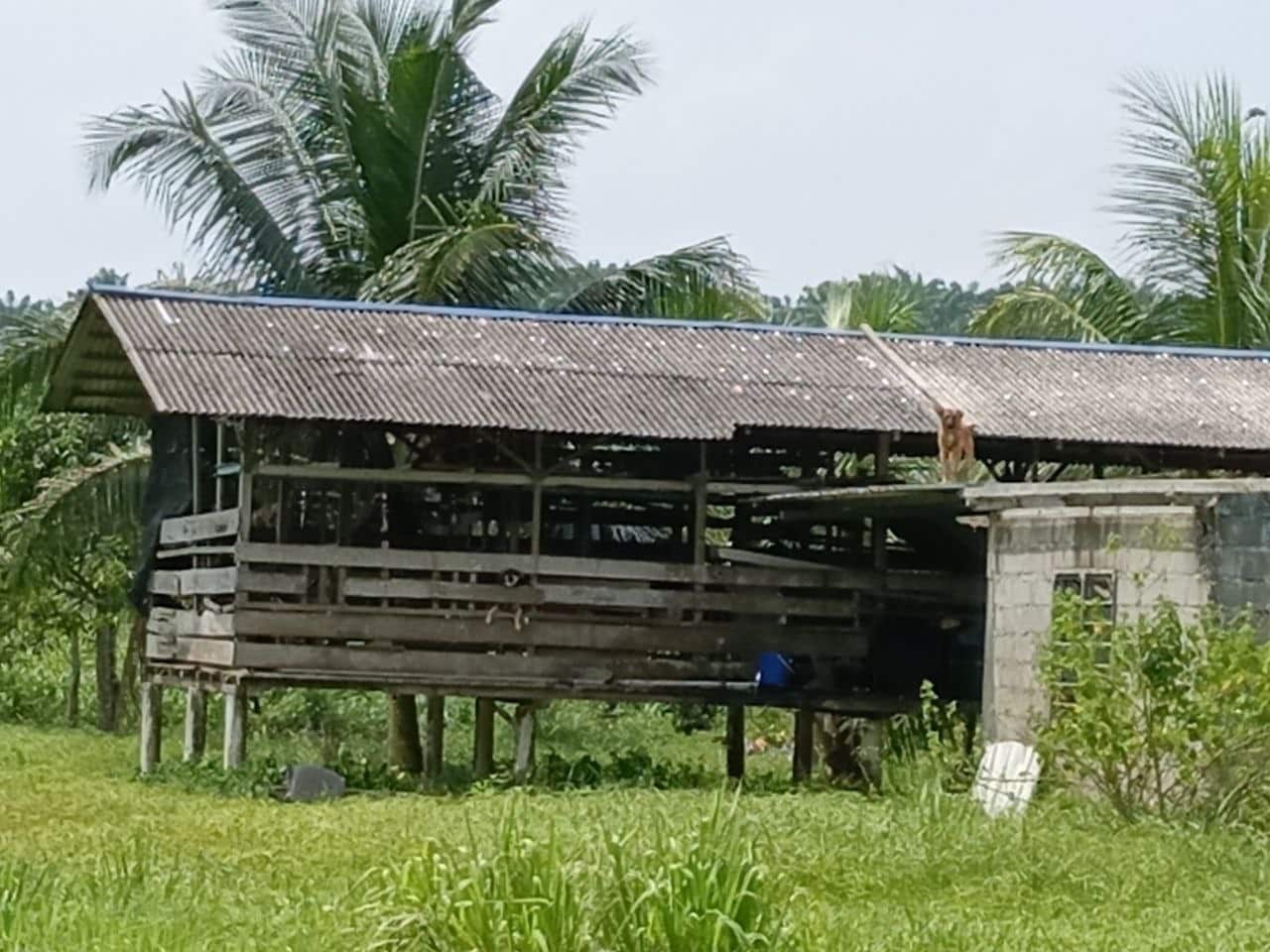 Agriculture Land Sungai Tiram 3