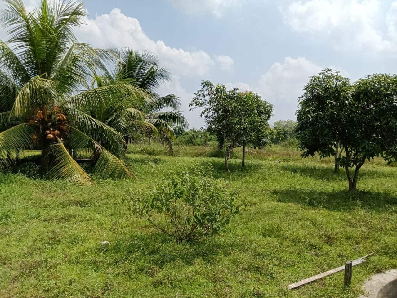 Agriculture Land Sungai Tiram 5