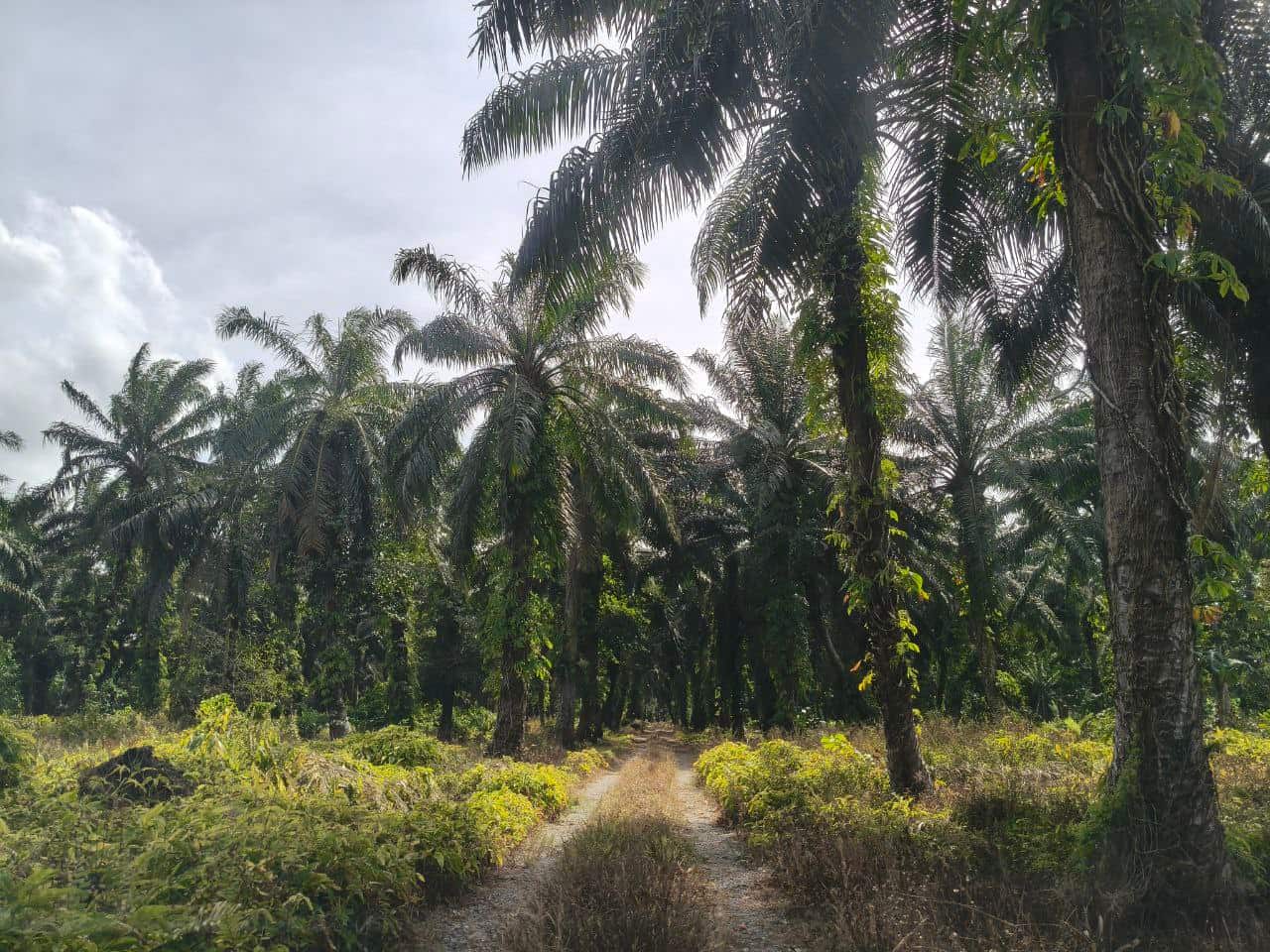 Agricultural Land Pontian 3