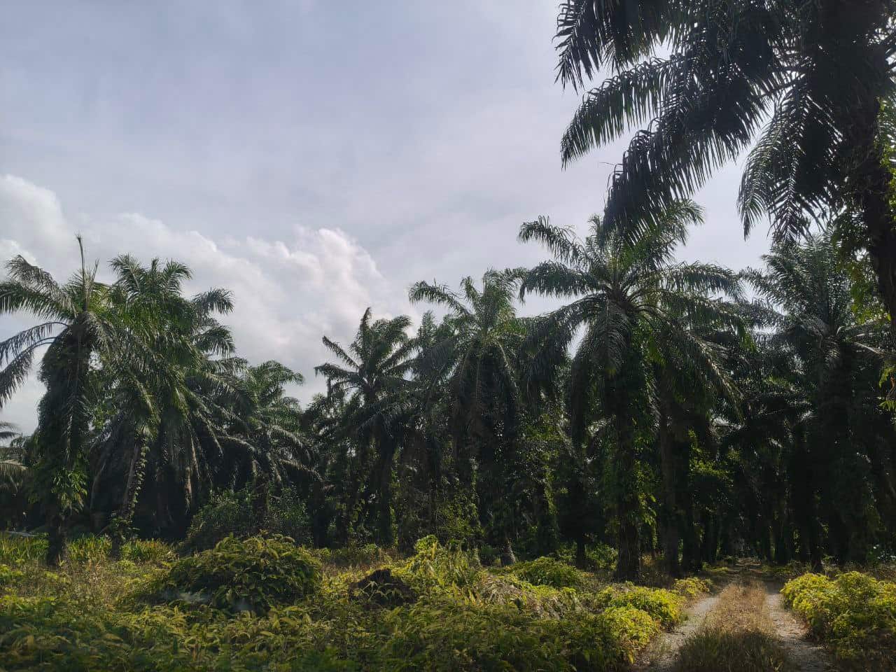 Agricultural Land Pontian 4