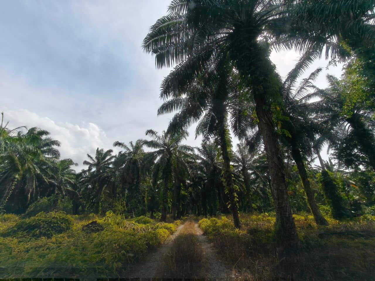 Agricultural Land Pontian