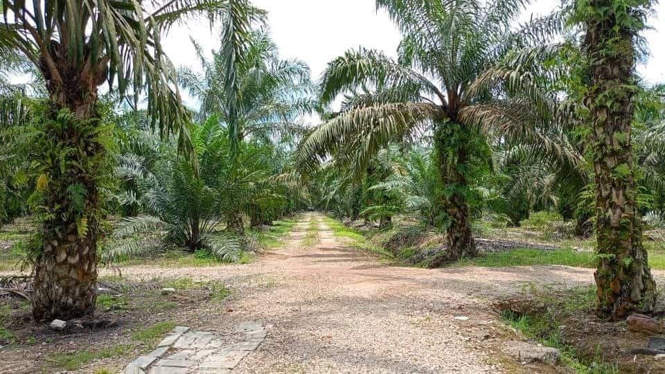 Agriculture Land Pontian