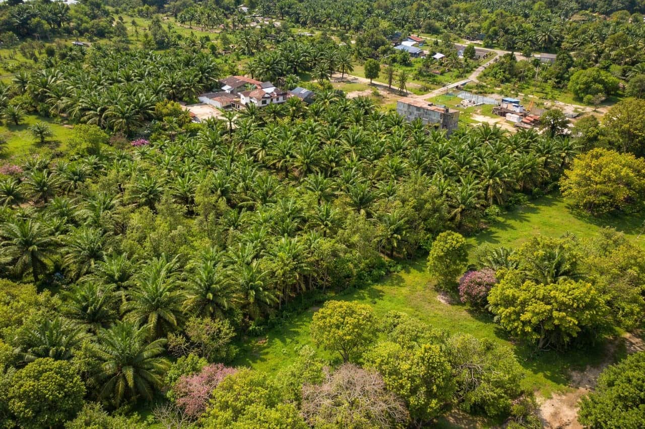 Agriculture land Ulu Tiram