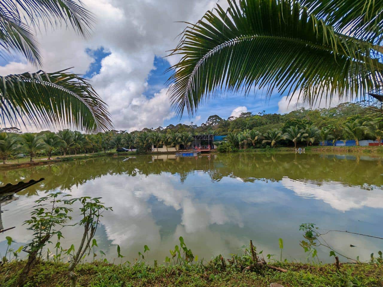 Agricultural Land Kota Tinggi 2