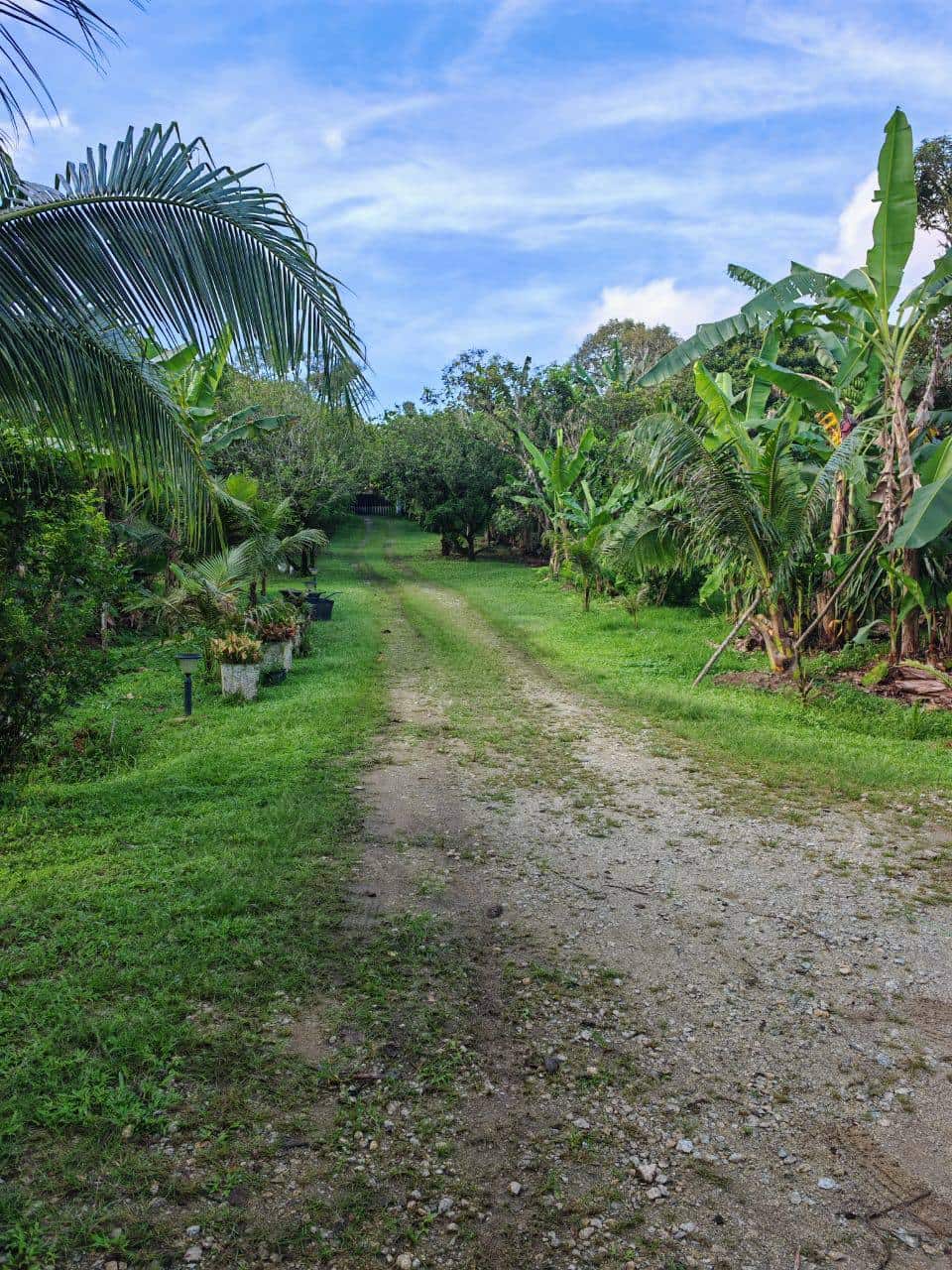 Agricultural Land Kota Tinggi 11