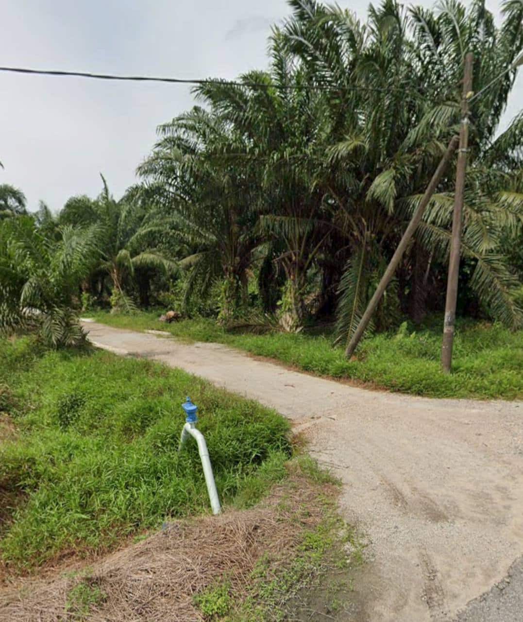 Agricultural Land Pontian 3