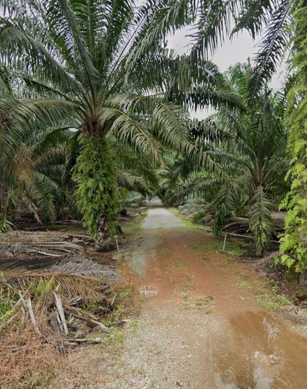 Agriculture Land (Pertanian - Kelapa Sawit) Pontian 2
