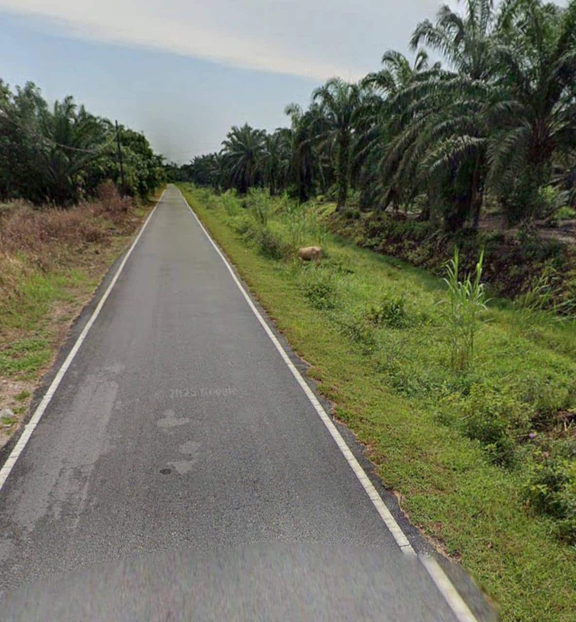Agriculture Land (Pertanian - Kelapa Sawit) Pontian 3