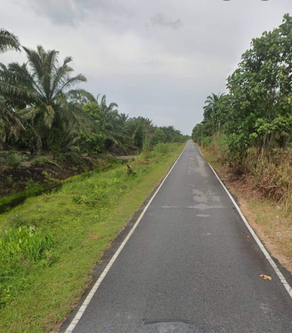 Agriculture Land (Pertanian - Kelapa Sawit) Pontian 2