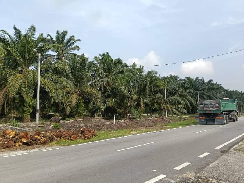 Agriculture Land (Pertanian - Kelapa Sawit) Pontian 3