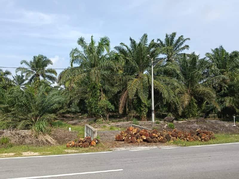 Agriculture Land (Pertanian - Kelapa Sawit) Pontian 2