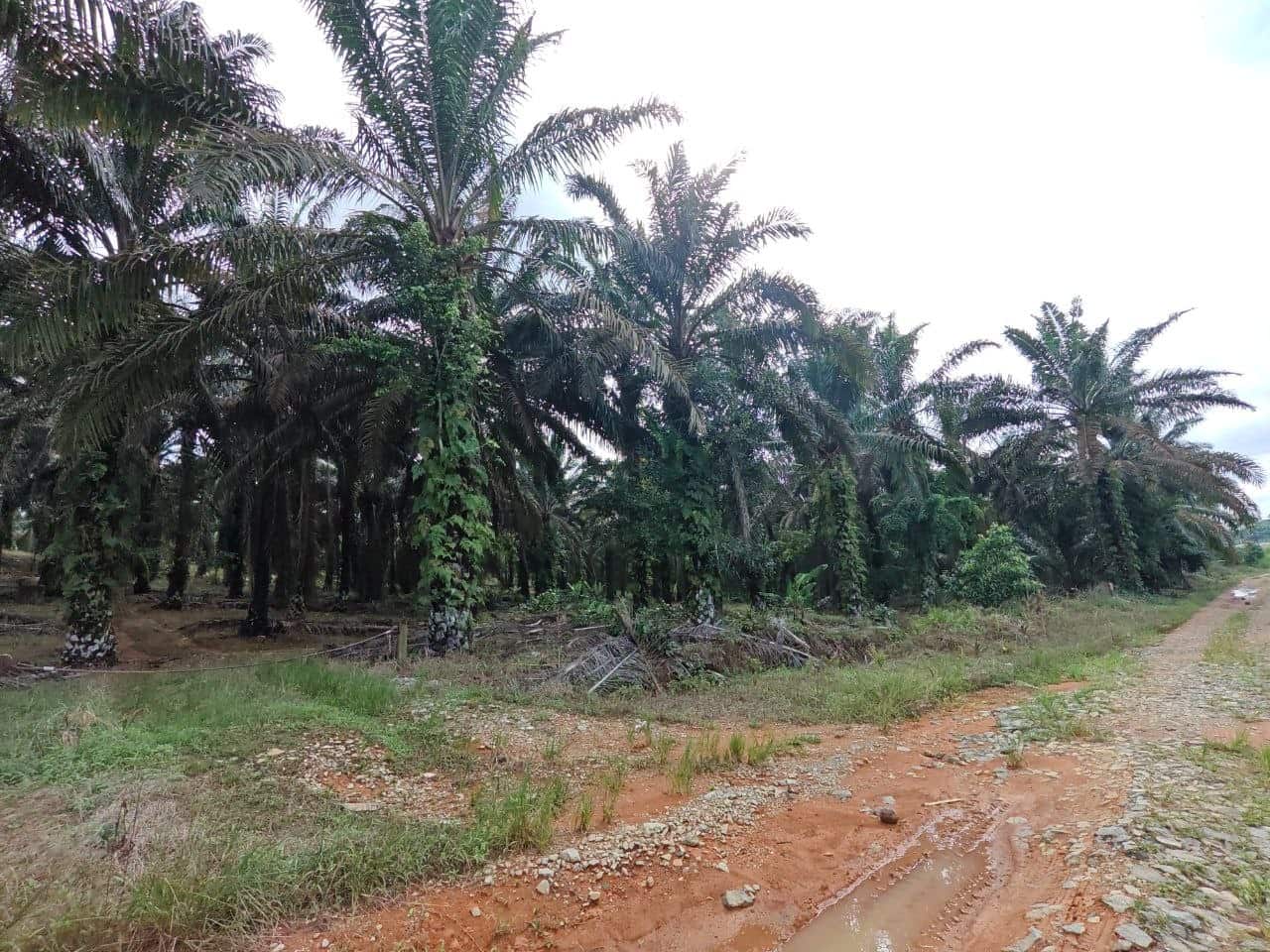 Agricultural Land Sengkang 2