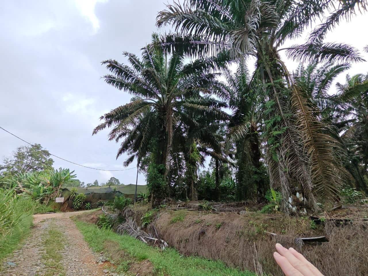 Agricultural Land Sengkang 2