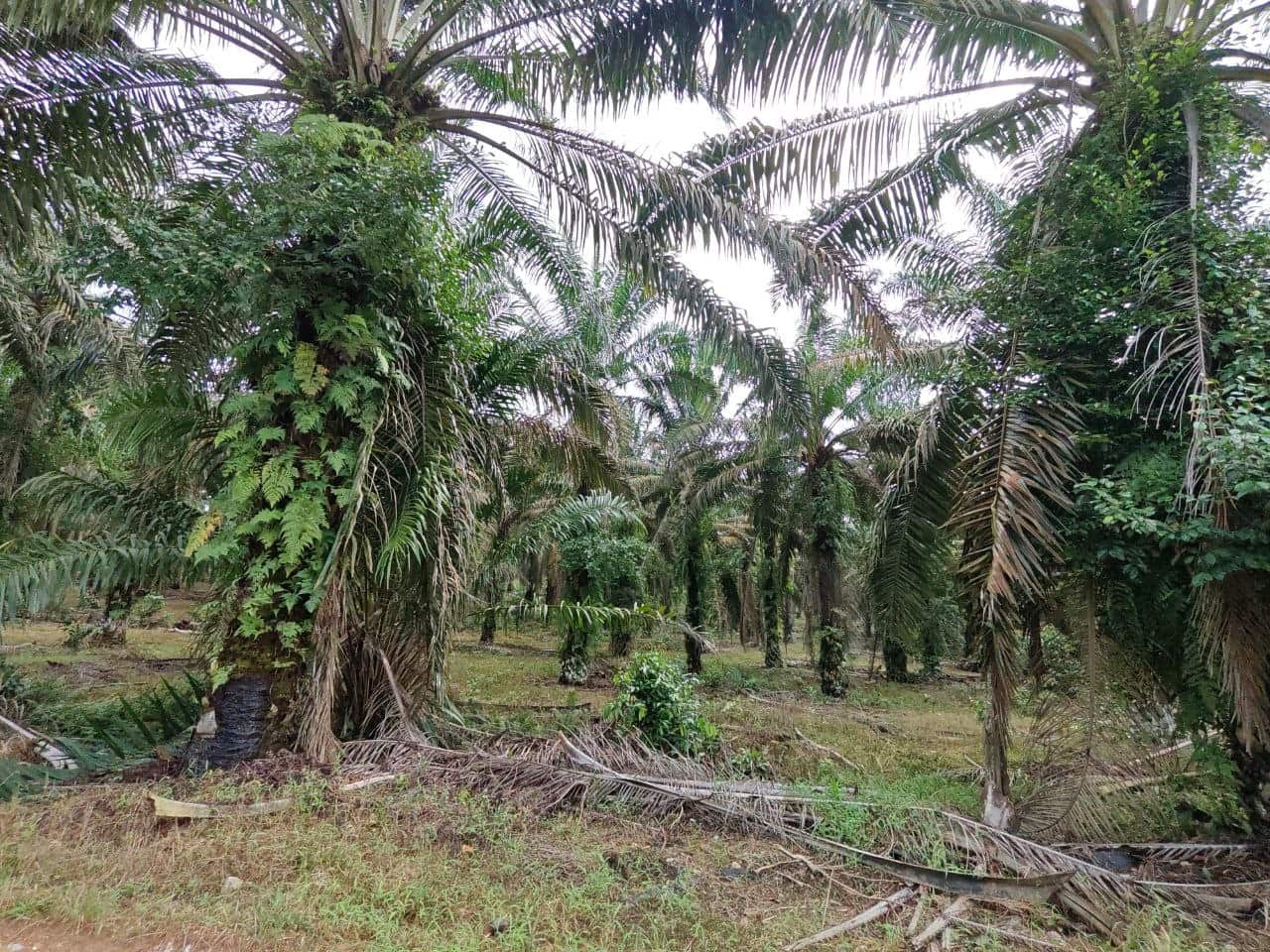 Agricultural Land Sengkang 1