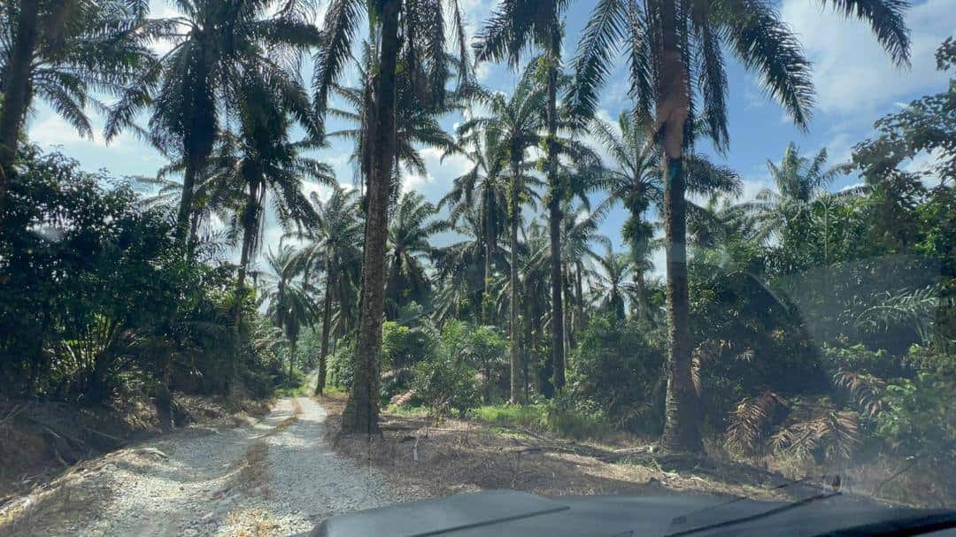 Agriculture Land Saleng 2