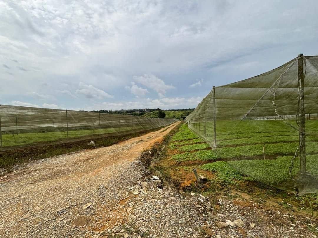 Agriculture land Seelong 2