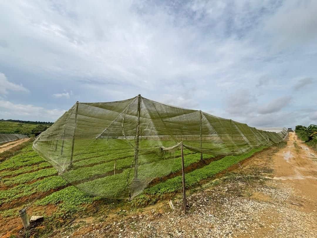 Agriculture land Seelong 6